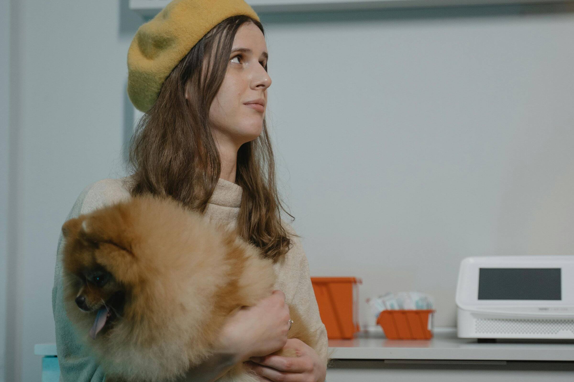 Meu pet está vomitando sangue: que atitude tomar? clínica veterinária 24h