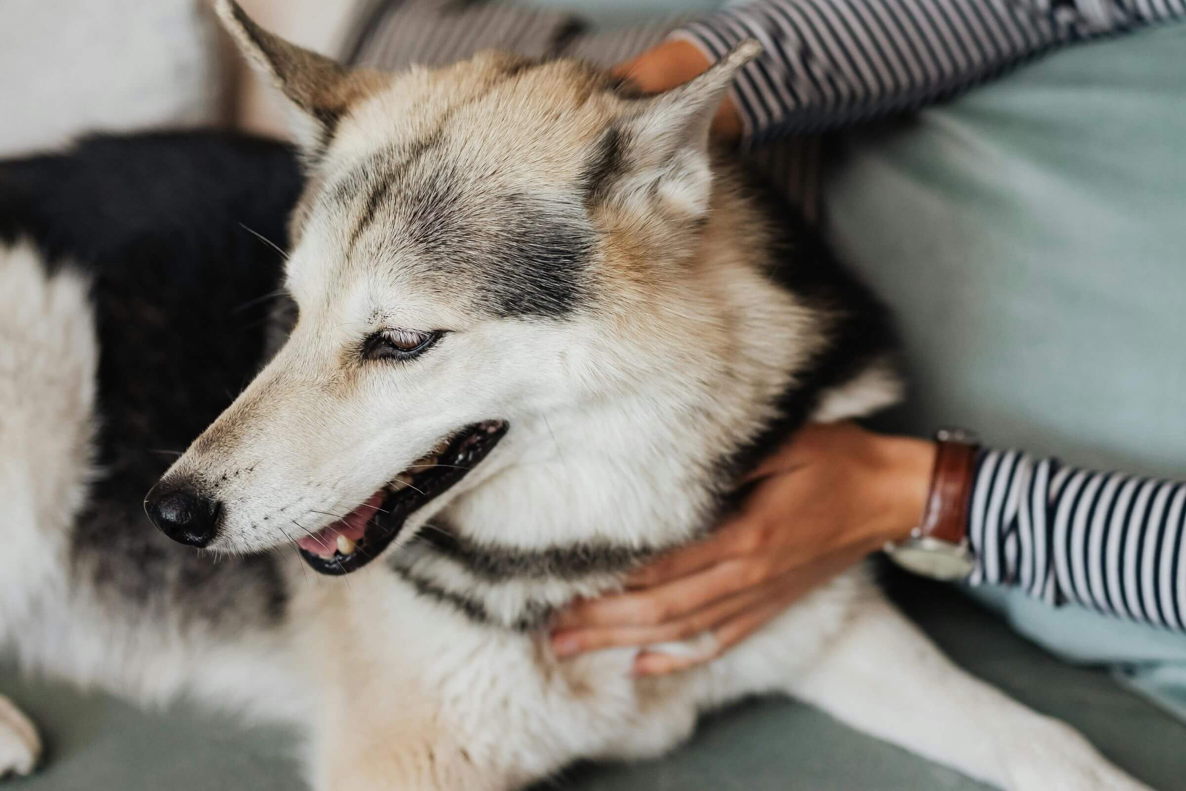 Meu pet piorou depois da consulta: o que fazer? clínica veterinária 24h