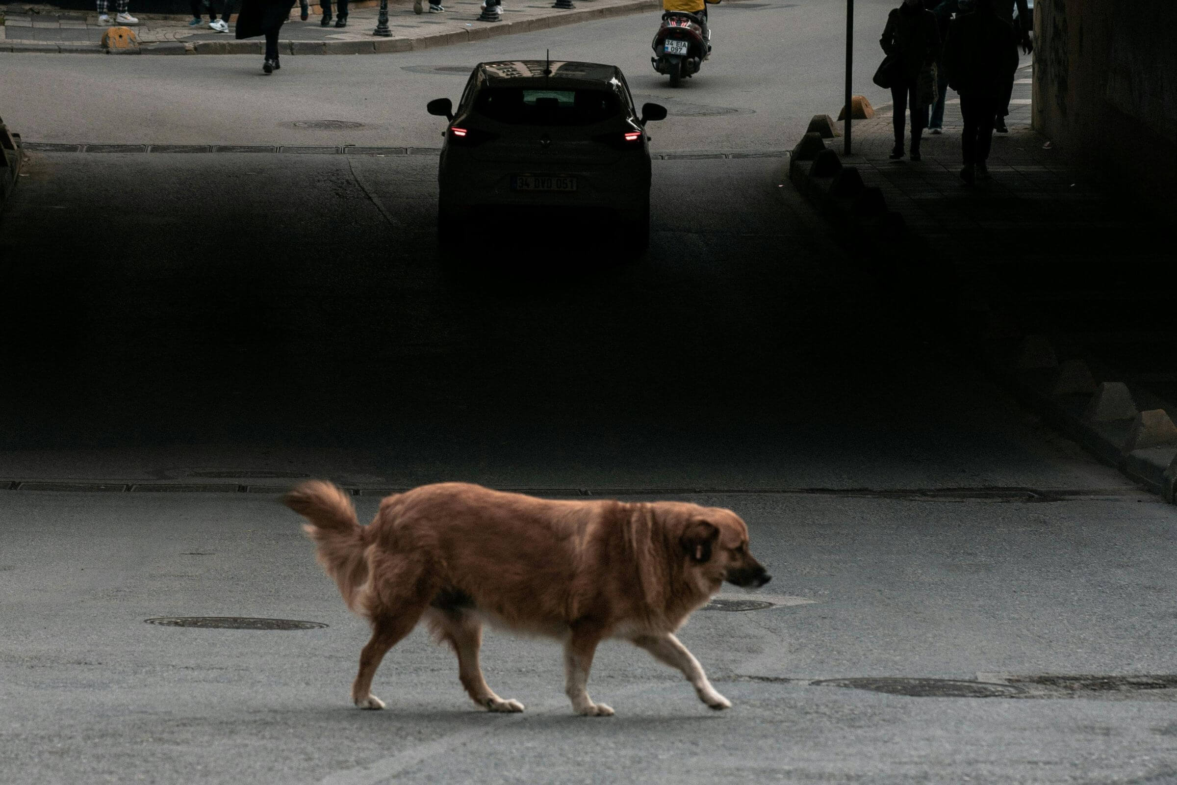 Atropelamentos: como funciona o protocolo de emergência, clínica veterinária 24h