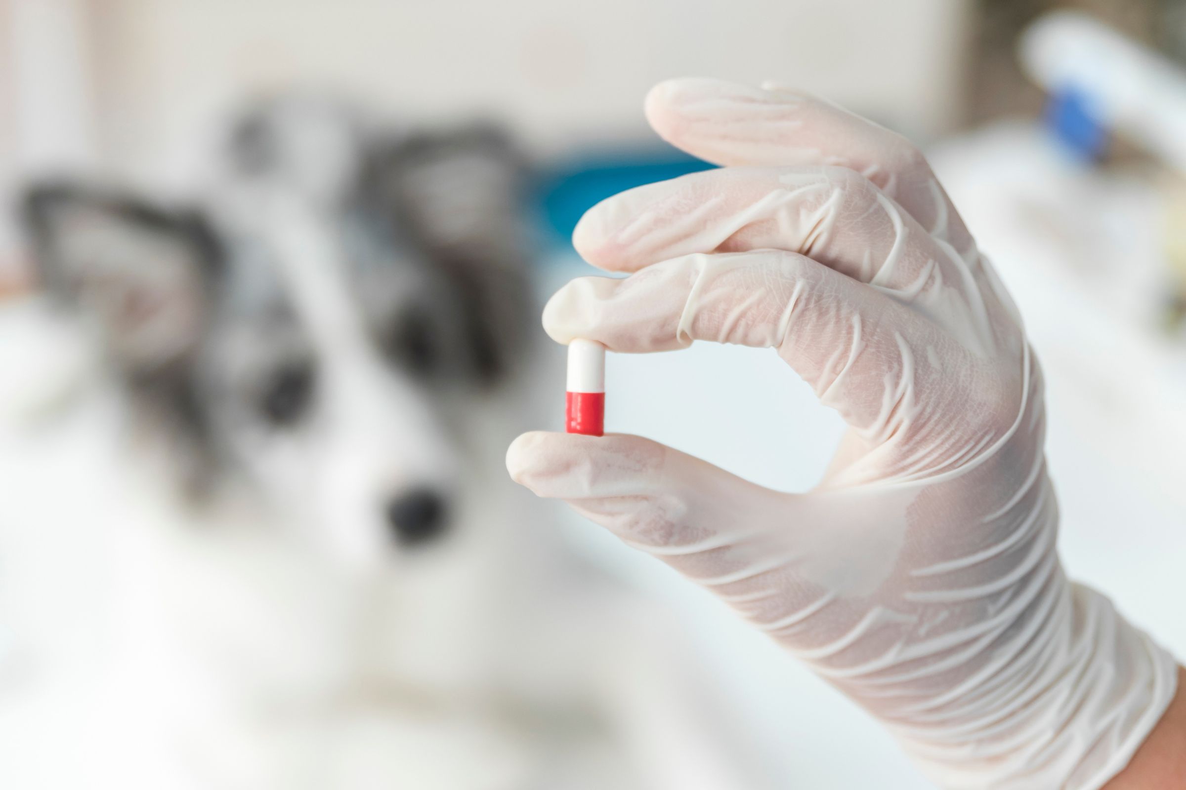 Como funciona o processo de medicação na clínica, clínica veterinária 24h