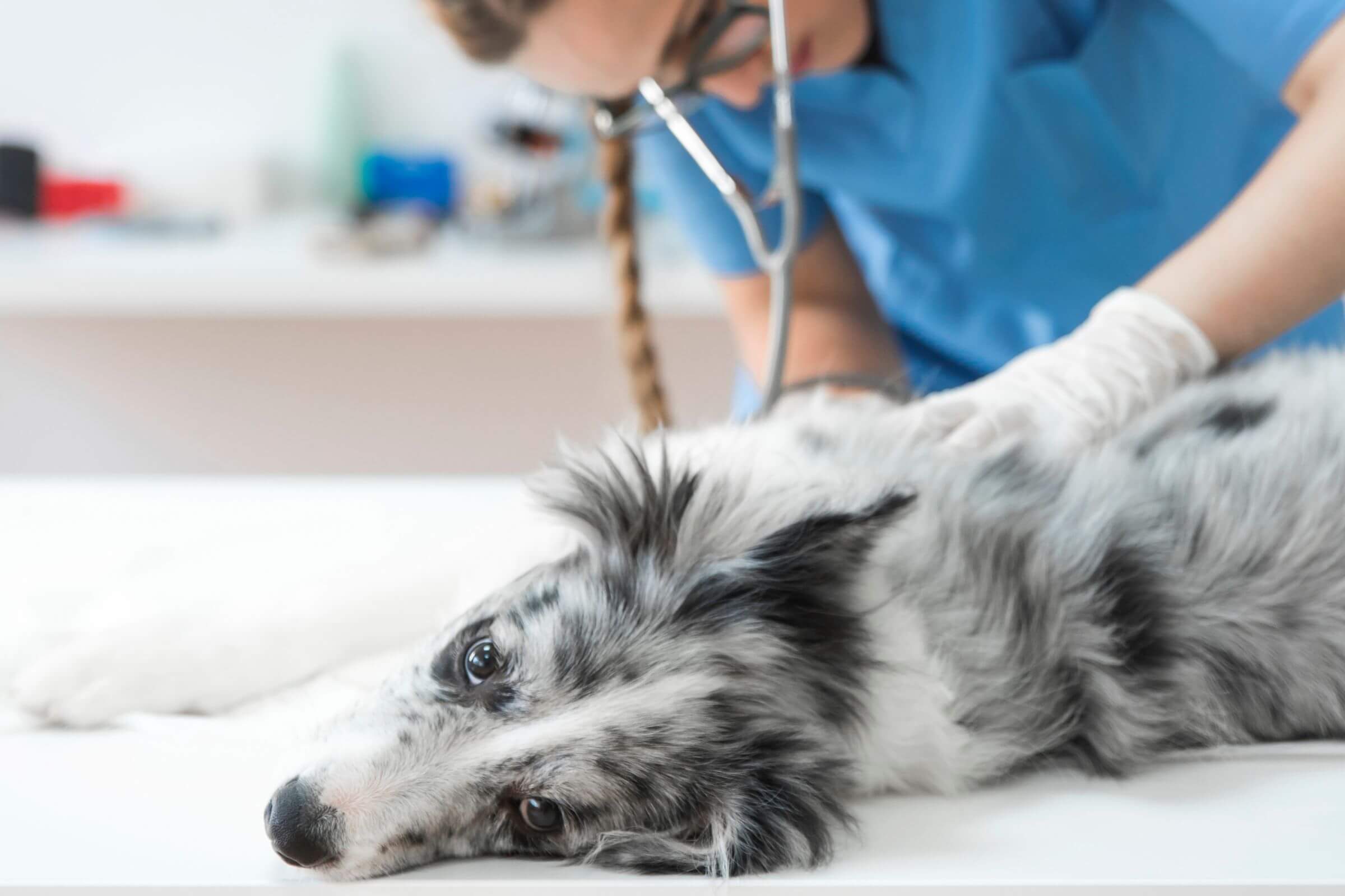 Como o diagnóstico rápido salvou uma vida naquela noite, clínica veterinária 24h