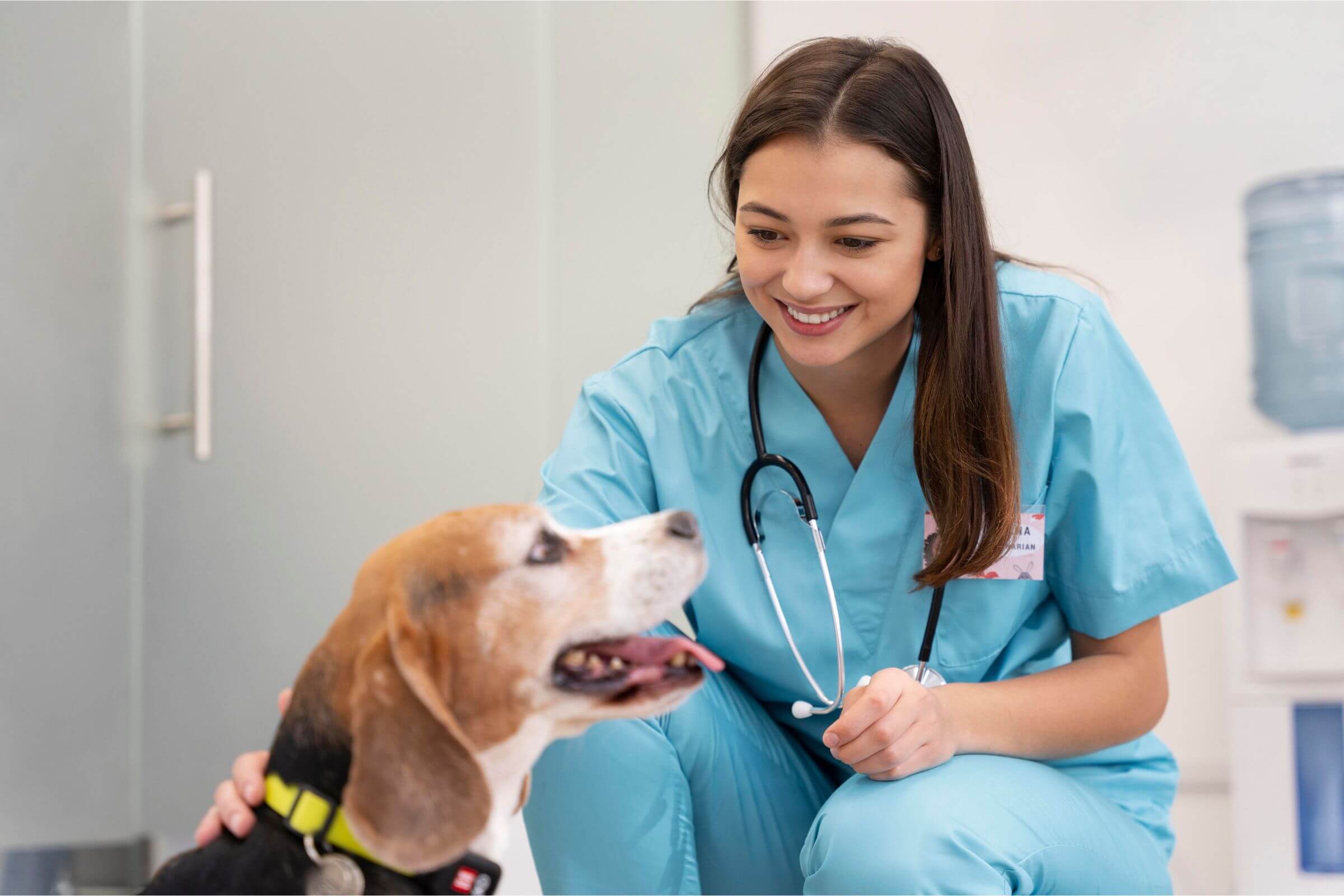 Como saber se uma clínica tem bons veterinários? clínica veterinária 24h
