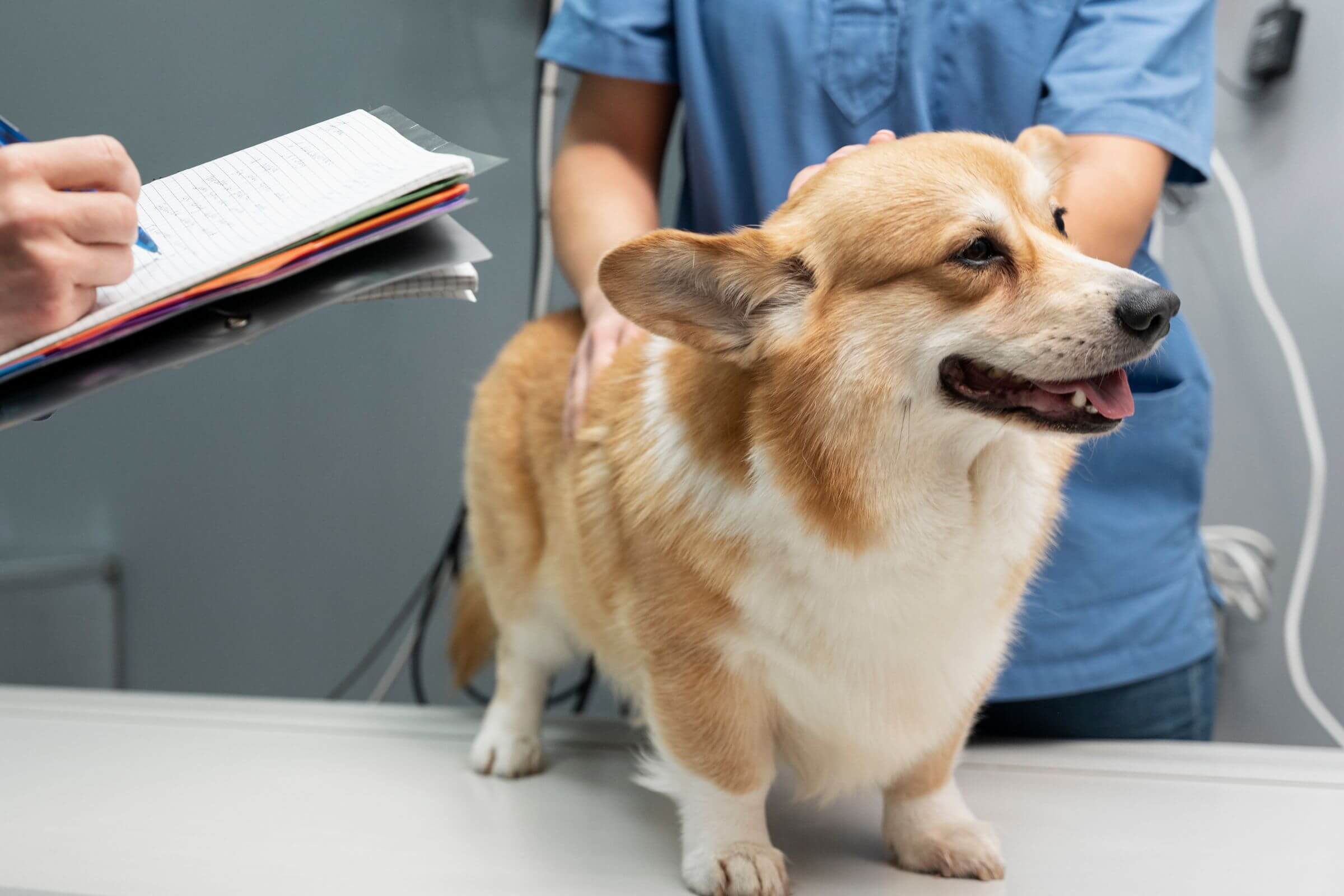Doença do carrapato: como um caso simples virou emergência, clínica veterinária 24h