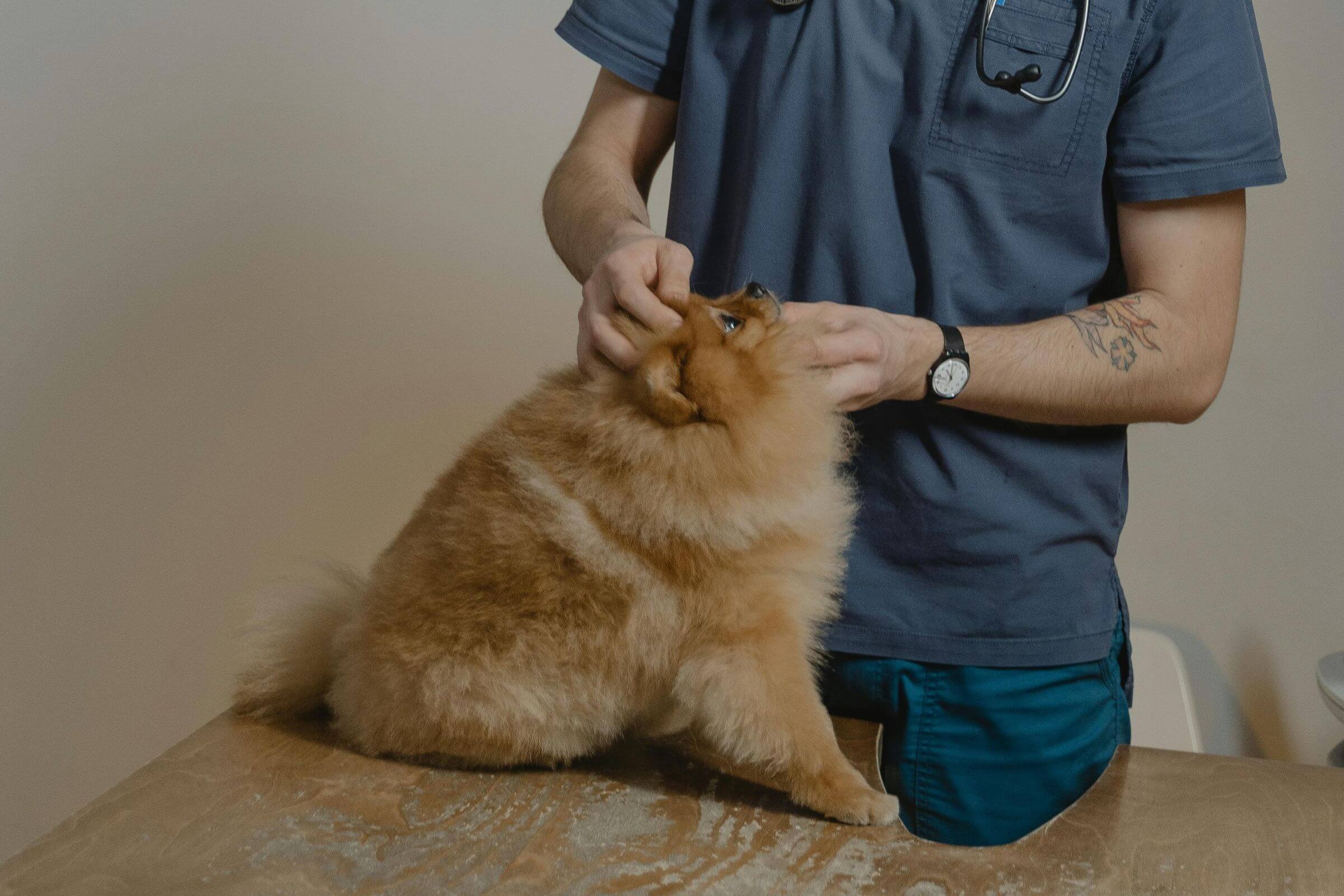 Engasgamento: como agir até chegar ao 24h, clínica veterinária 24h