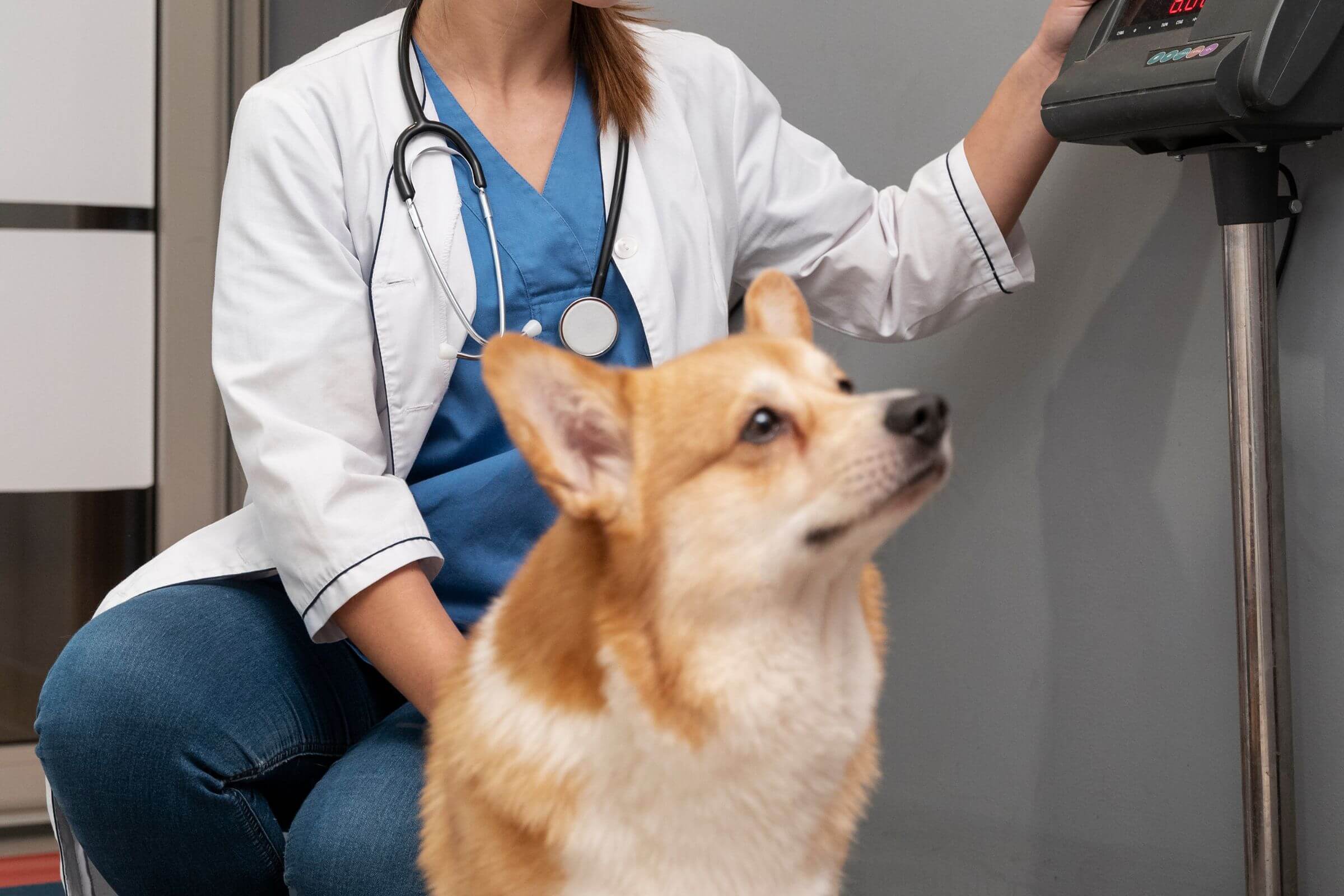 Quando o ganho de peso é hormonal e não alimentar, clínica veterinária 24h