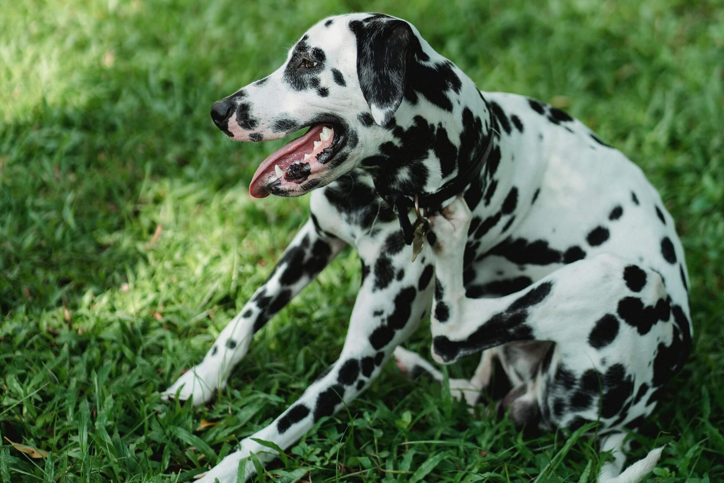 Quando o tutor acha que “é só alergia”… e não é, clínica veterinária 24h
