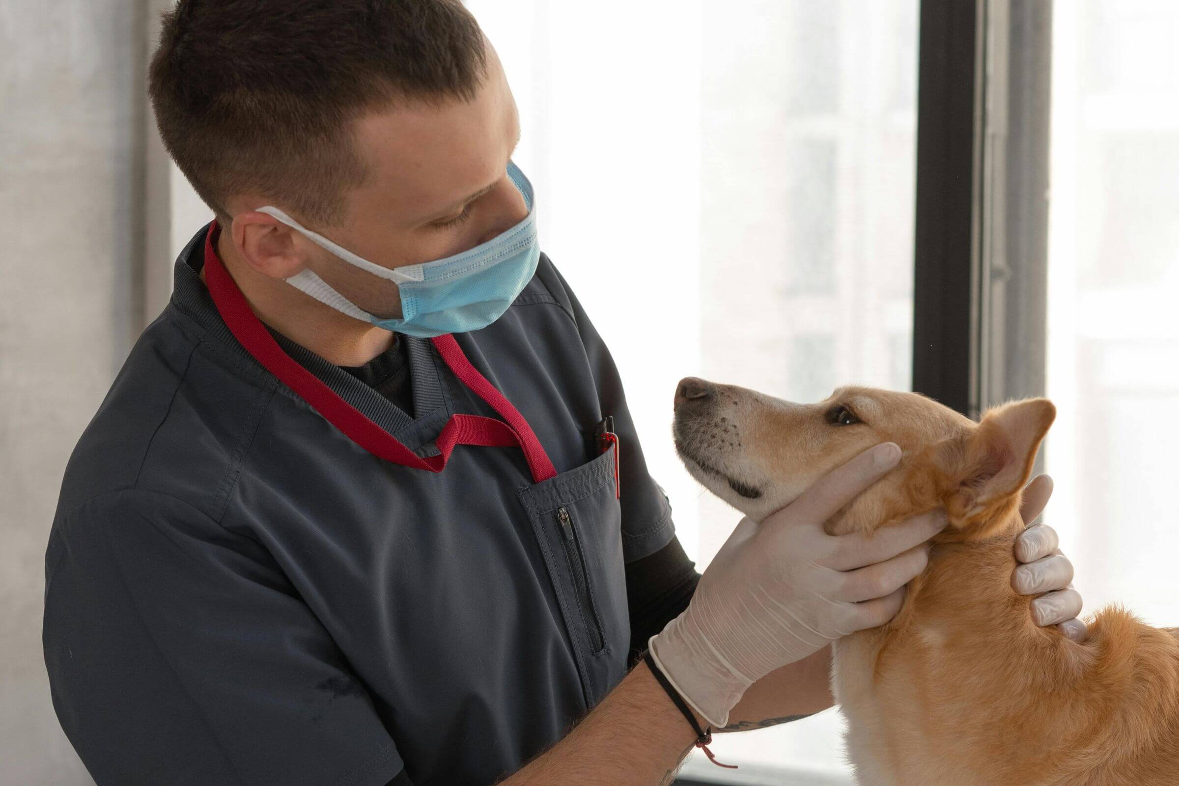 Quando seu pet precisa de cirurgia ocular com urgência, clínica veterinária 24h