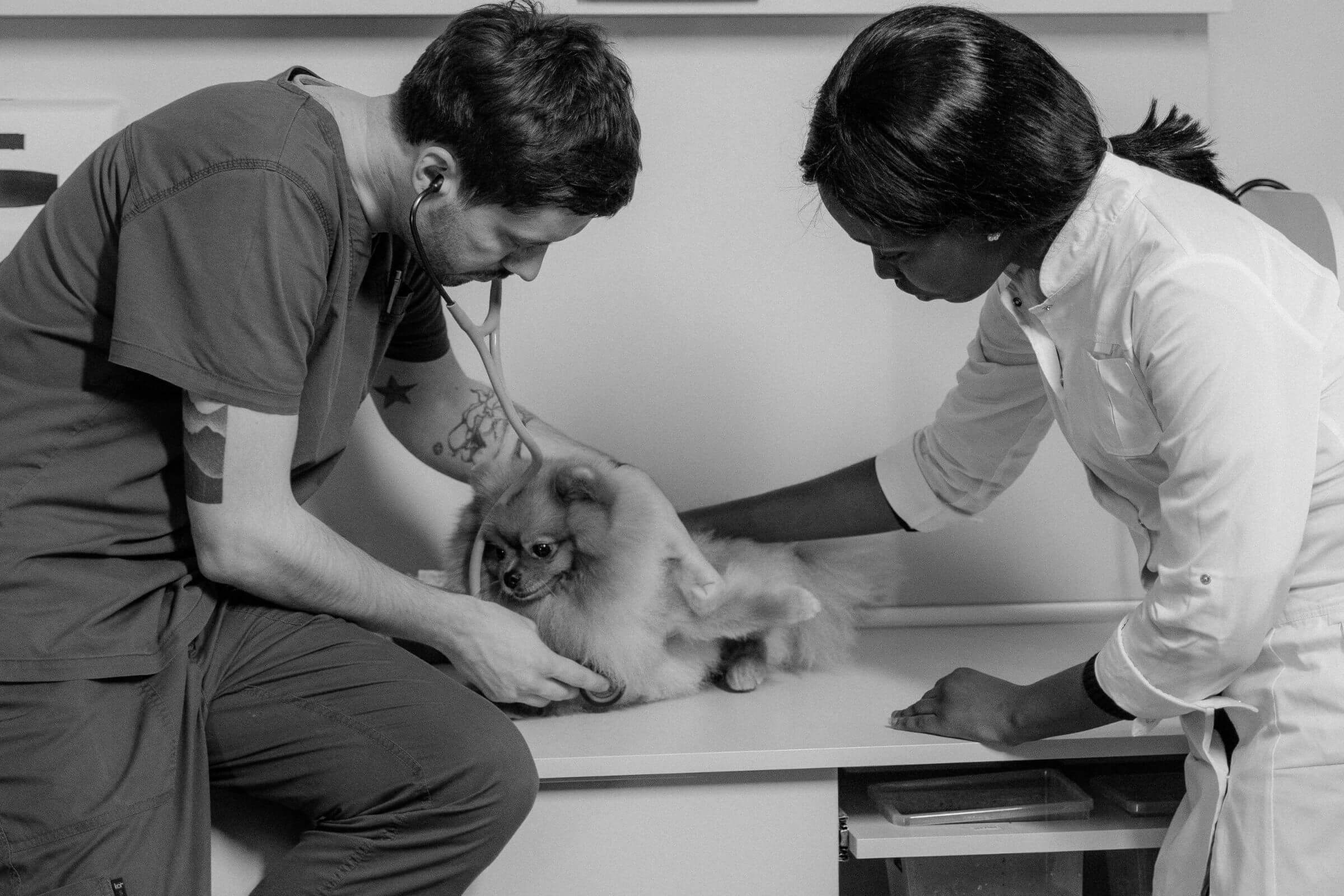 Quando uma simples tosse era um problema cardíaco grave, clínica veterinária 24h