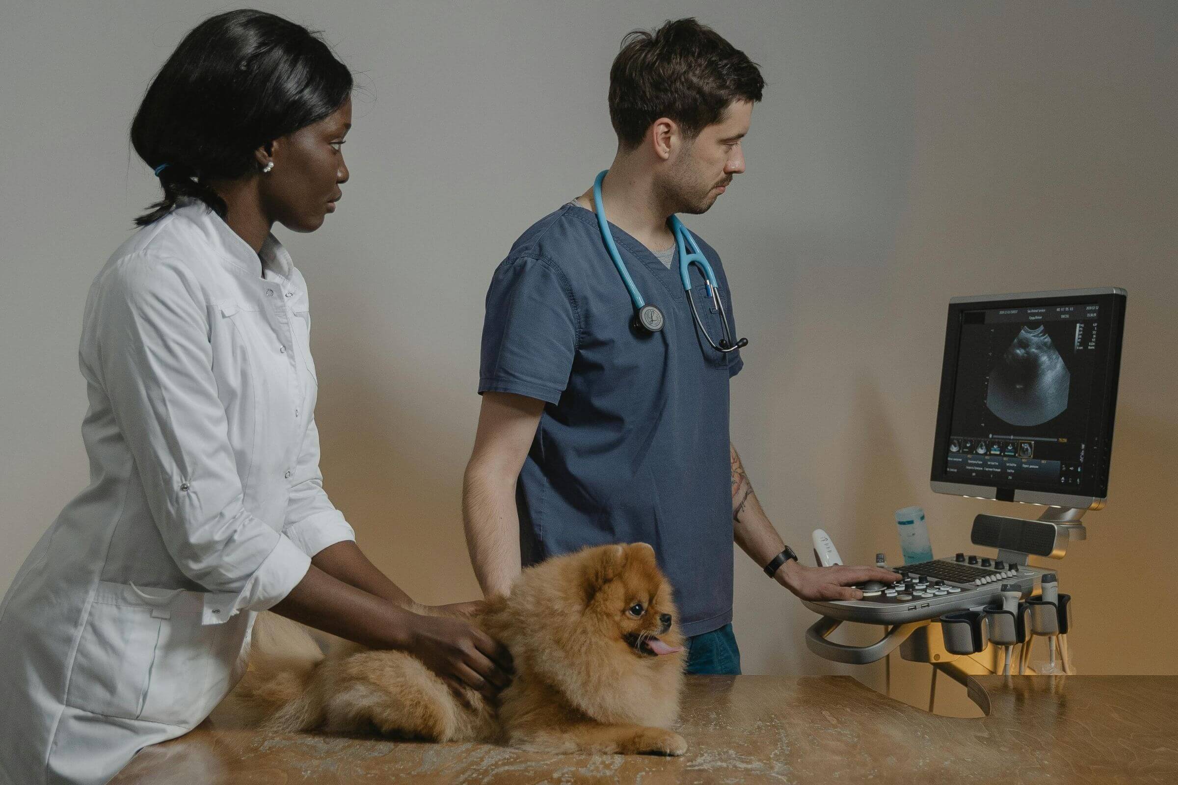 Raio-x ou ultrassom? Como decidir com segurança, clínica veterinária 24h