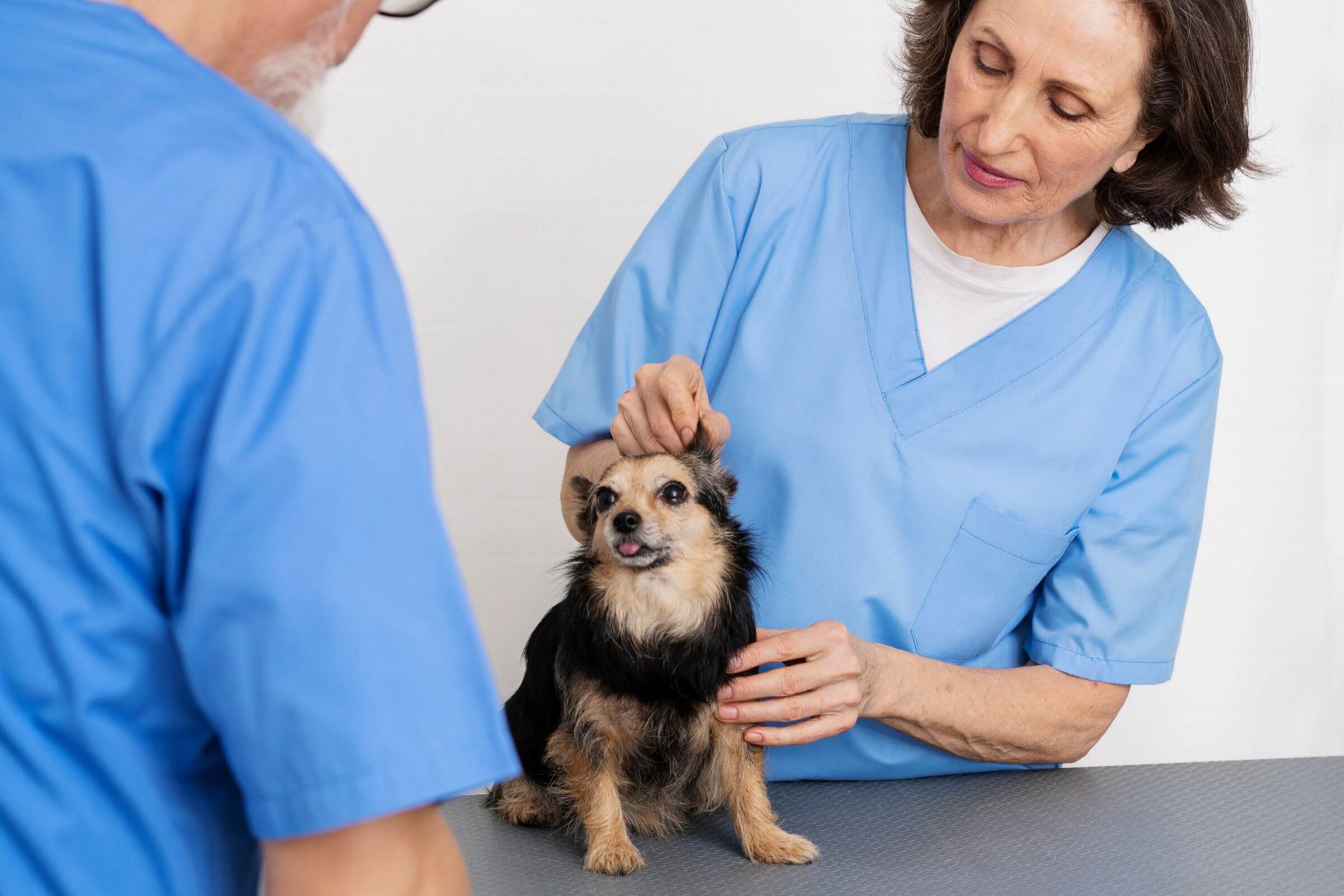 Rugas, fungos, alergias: quando o pet precisa de dermatólogo, clínica veterinária 24h