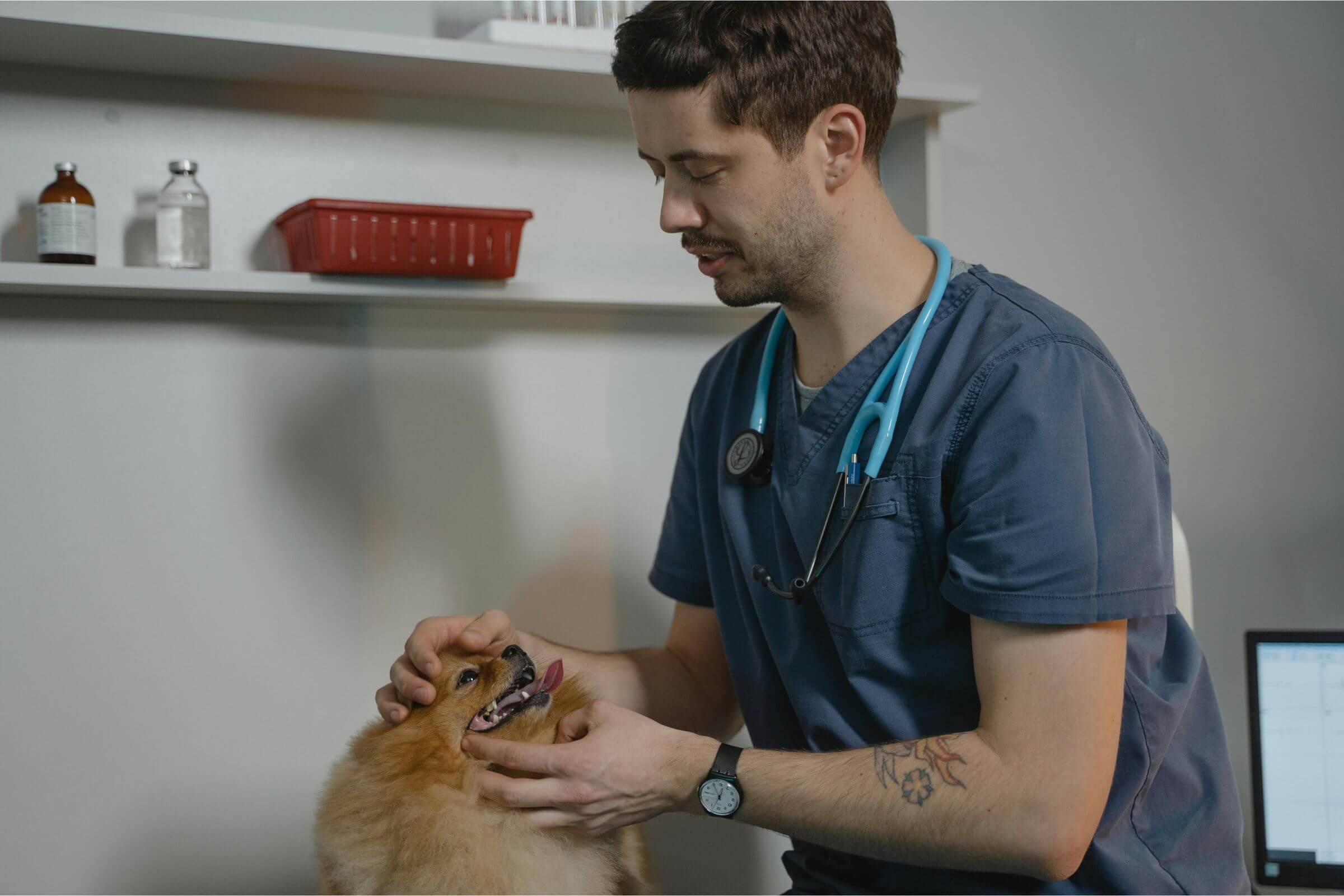 Casos de emergência que poderiam ter sido evitados, clínica veterinária 24h