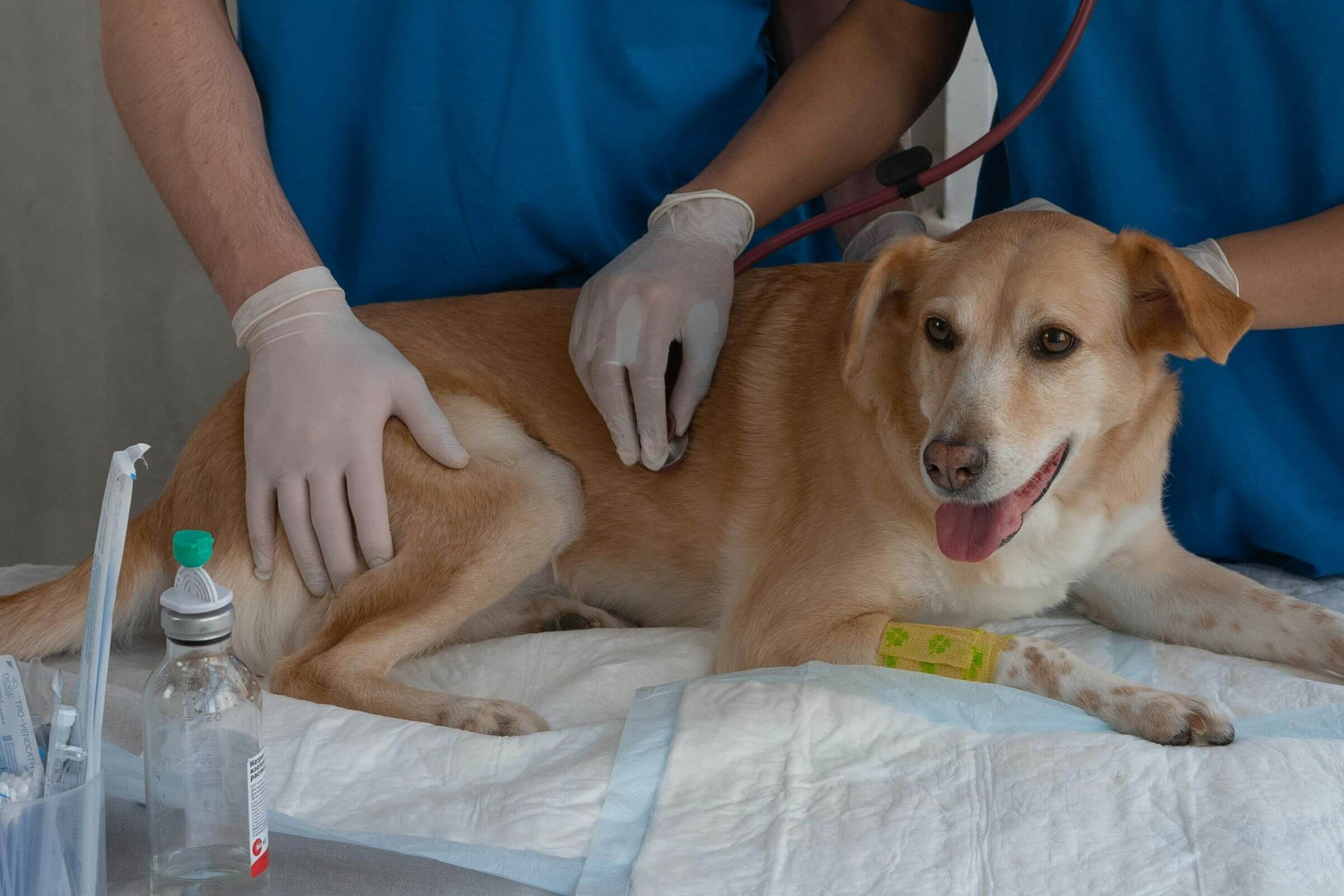 Sinais de problema no coração que passam despercebidos, clínica veterinária 24h