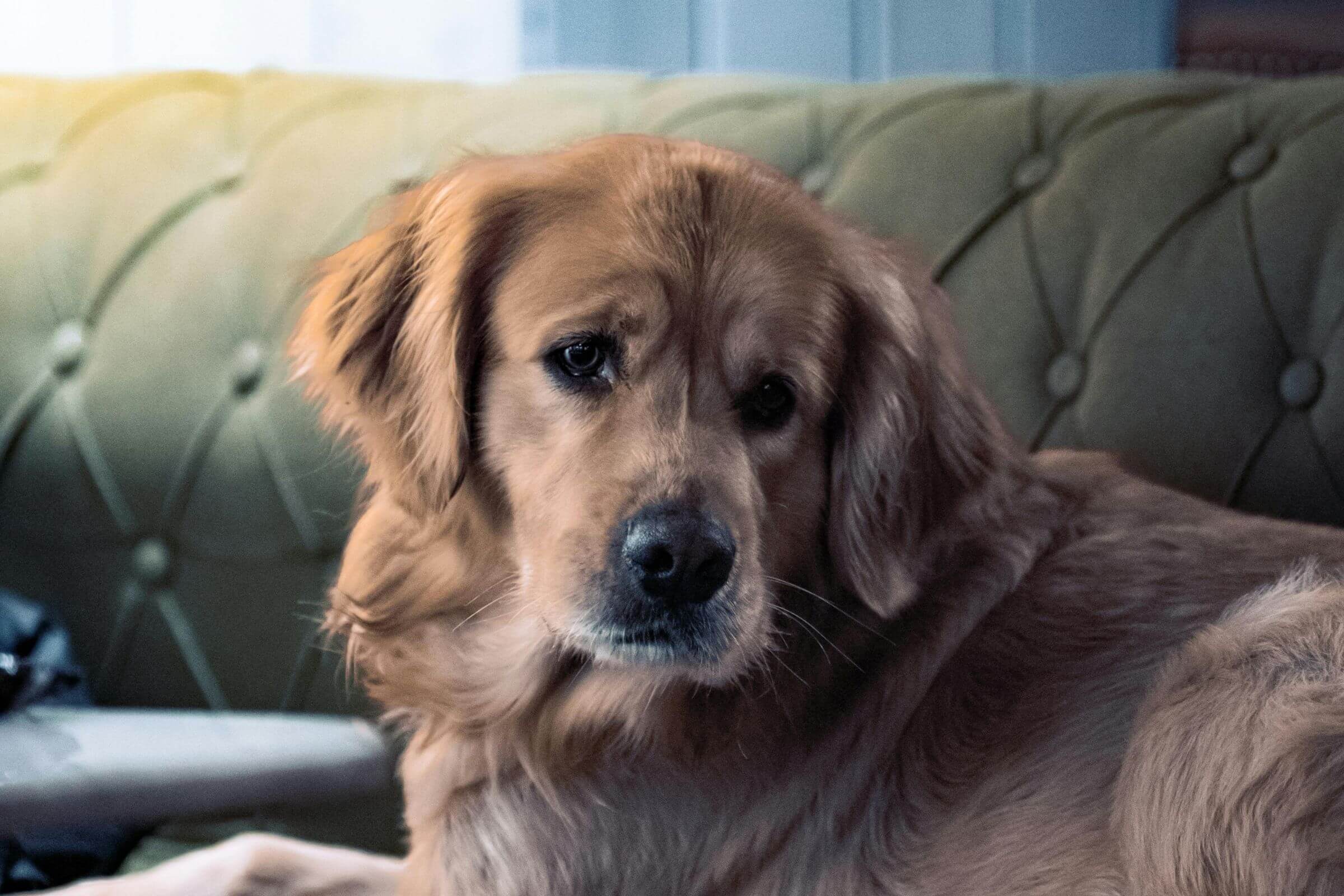 Sinais hormonais que ninguém percebe até ficar grave, clínica veterinária 24h