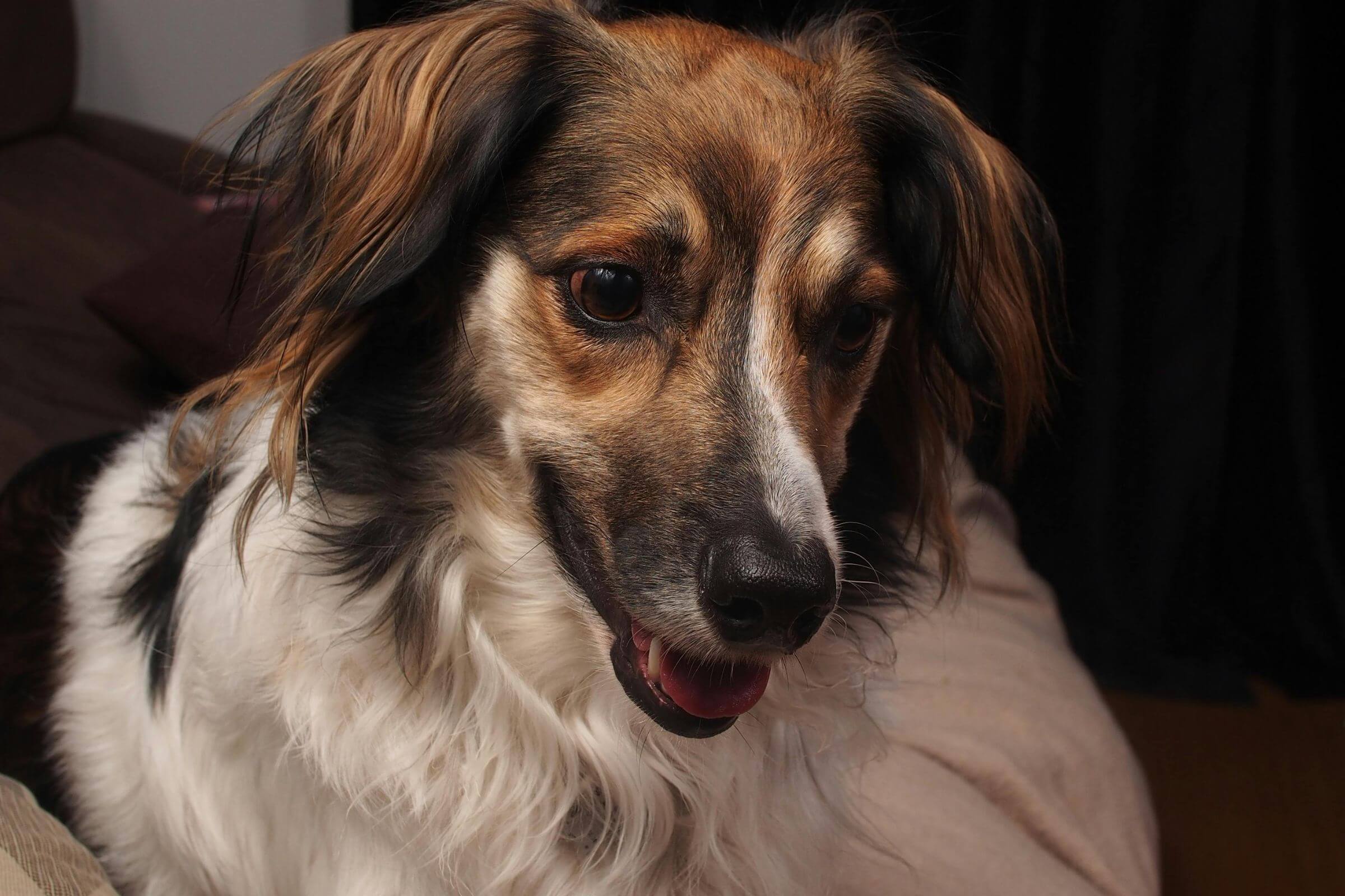 Sinais neurológicos que o tutor confunde com “comportamento”, clínica veterinária 24h