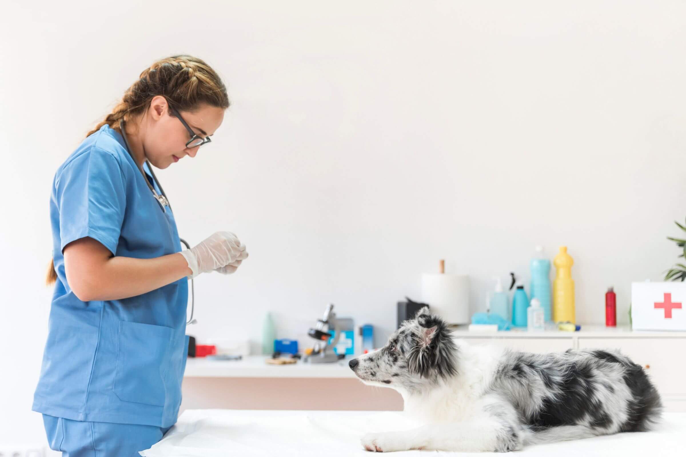 Tipos de exames que podem evitar emergências futuras, clínica veterinária 24h