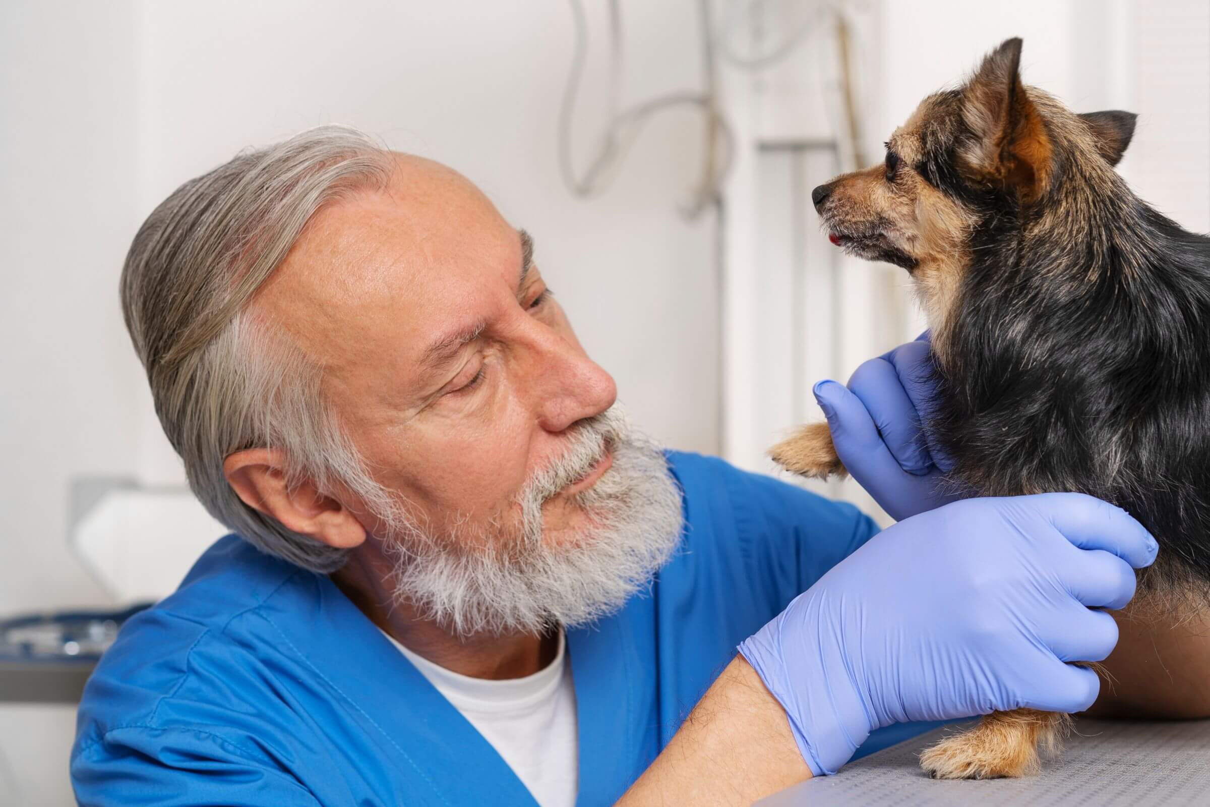 Um dia dentro do plantão de um veterinário 24h, clínica veterinária 24h
