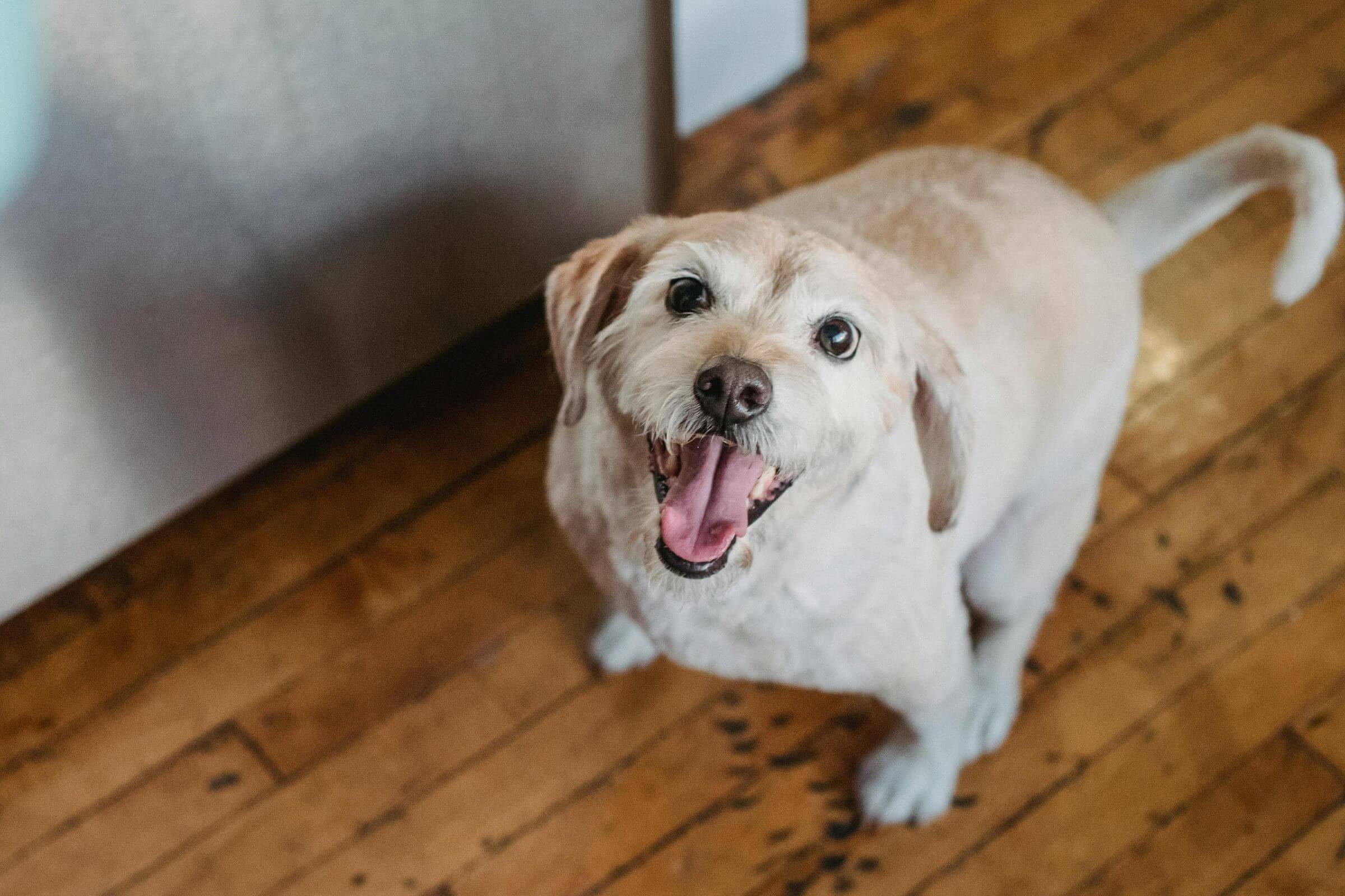 10 sinais de ansiedade em cães, clínica veterinária 24h