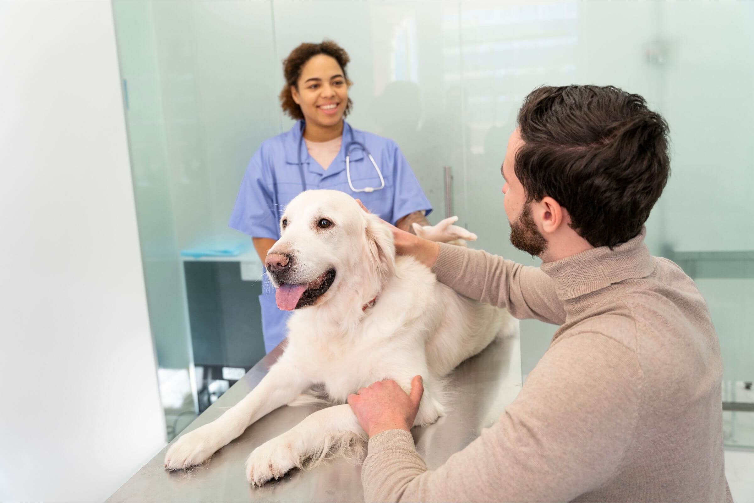 Check-up anual: o que realmente é feito na clínica, clínica veterinária 24h