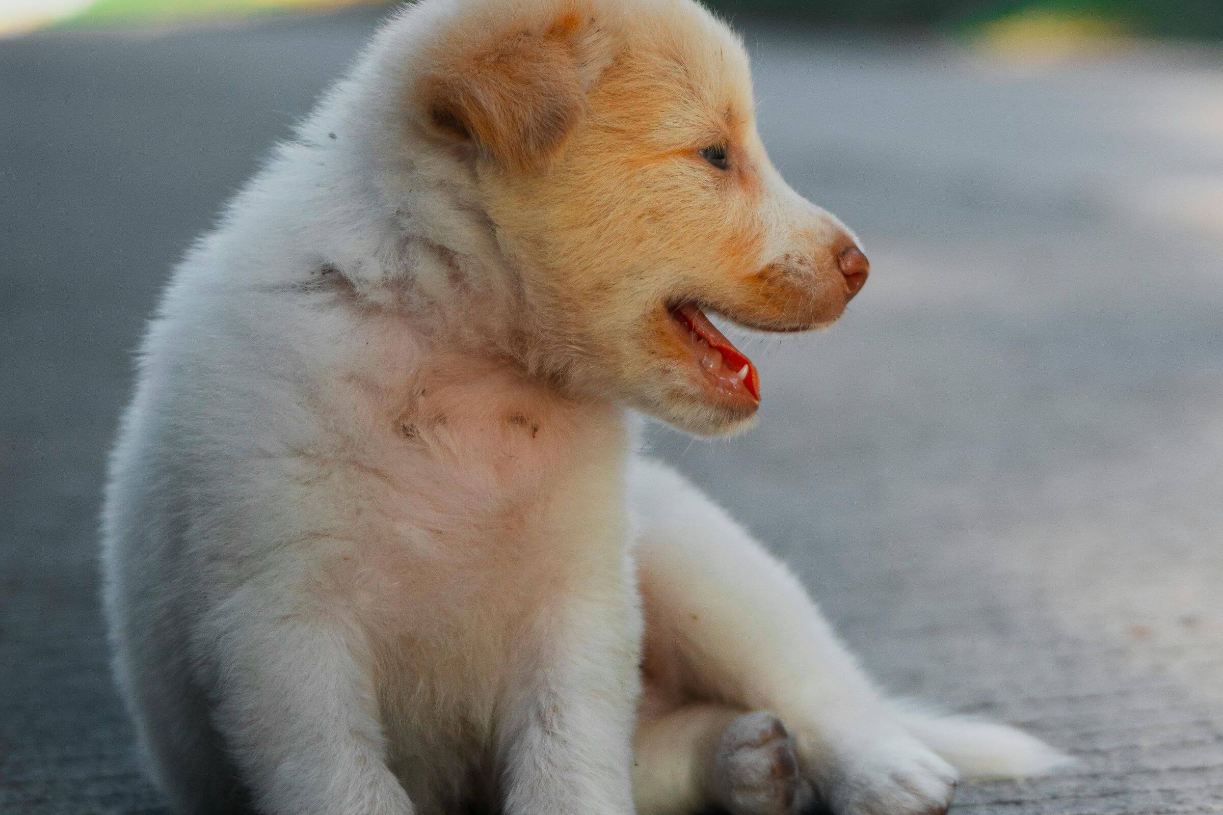 Alergia alimentar em cães: sinais que quase ninguém percebe, clínica veterinária 24h