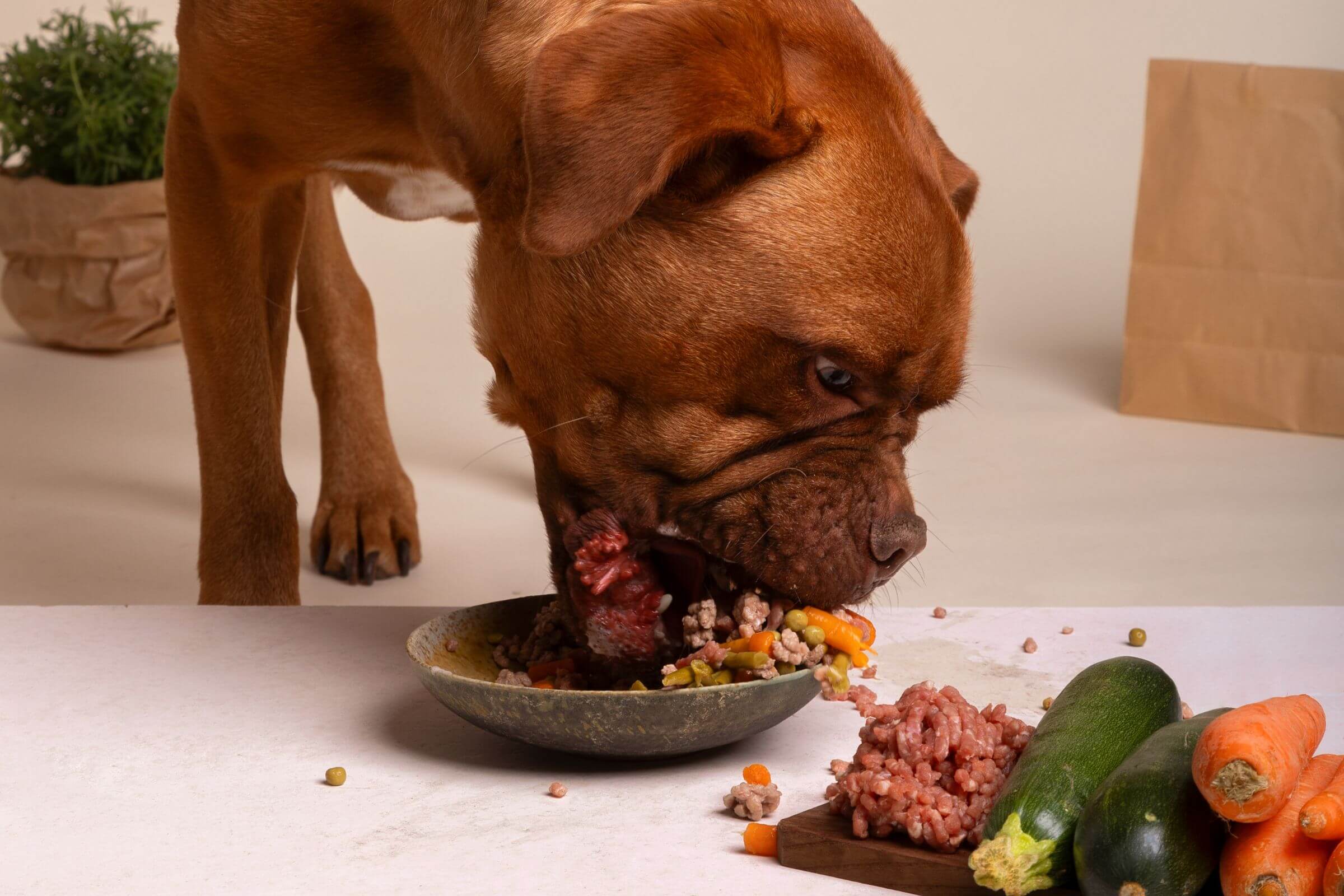 Alimentação natural: mitos e verdades, clínica veterinária 24h