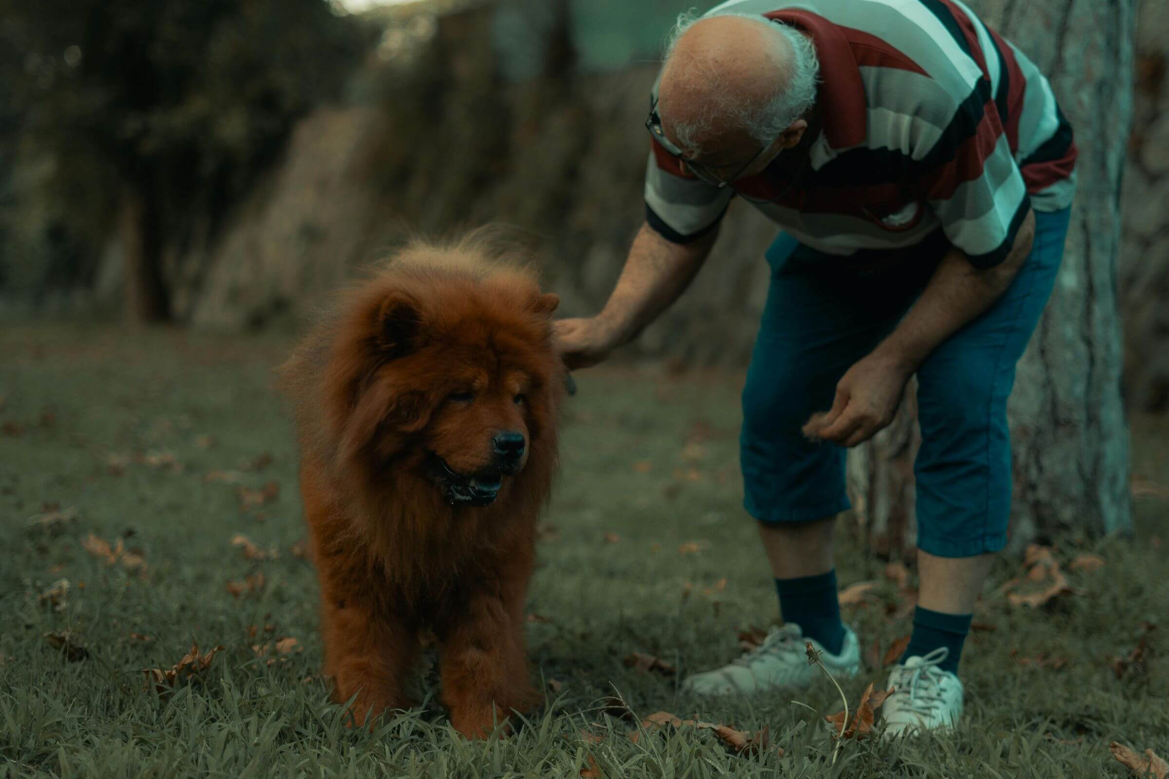 Artrose: como evitar dor crônica, clínica veterinária 24h