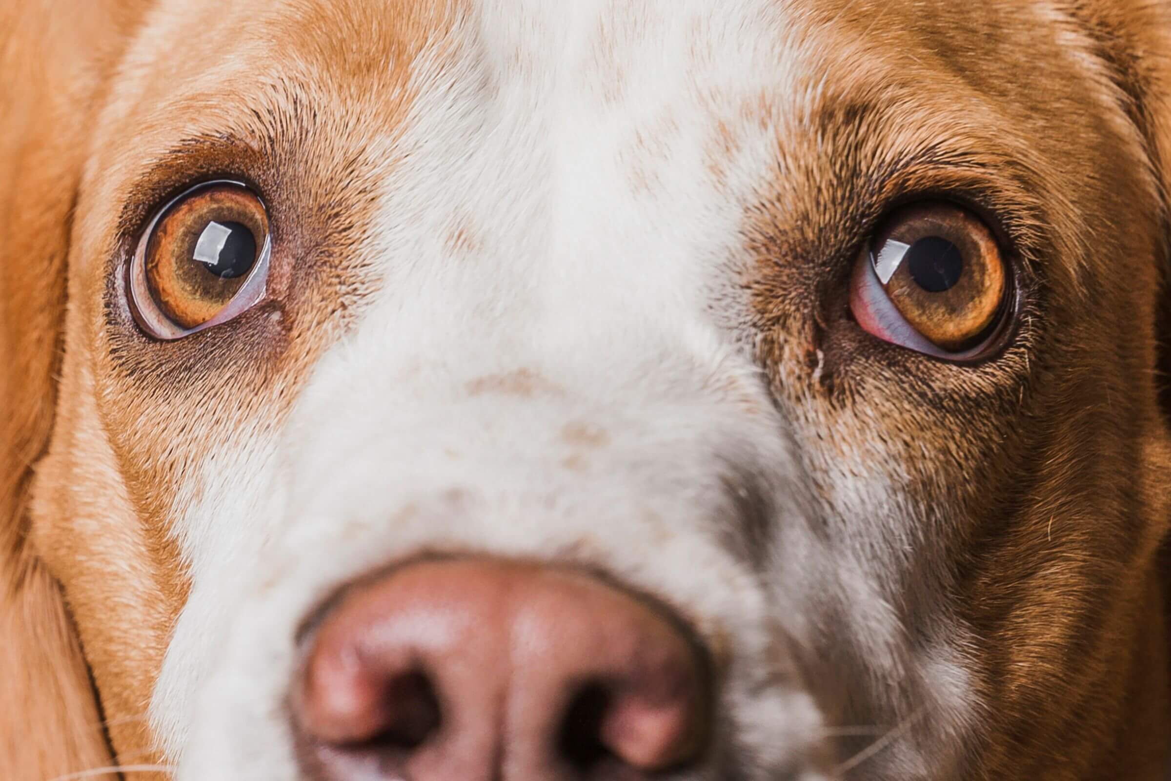 Catarata precoce: quando operar, clínica veterinária 24h