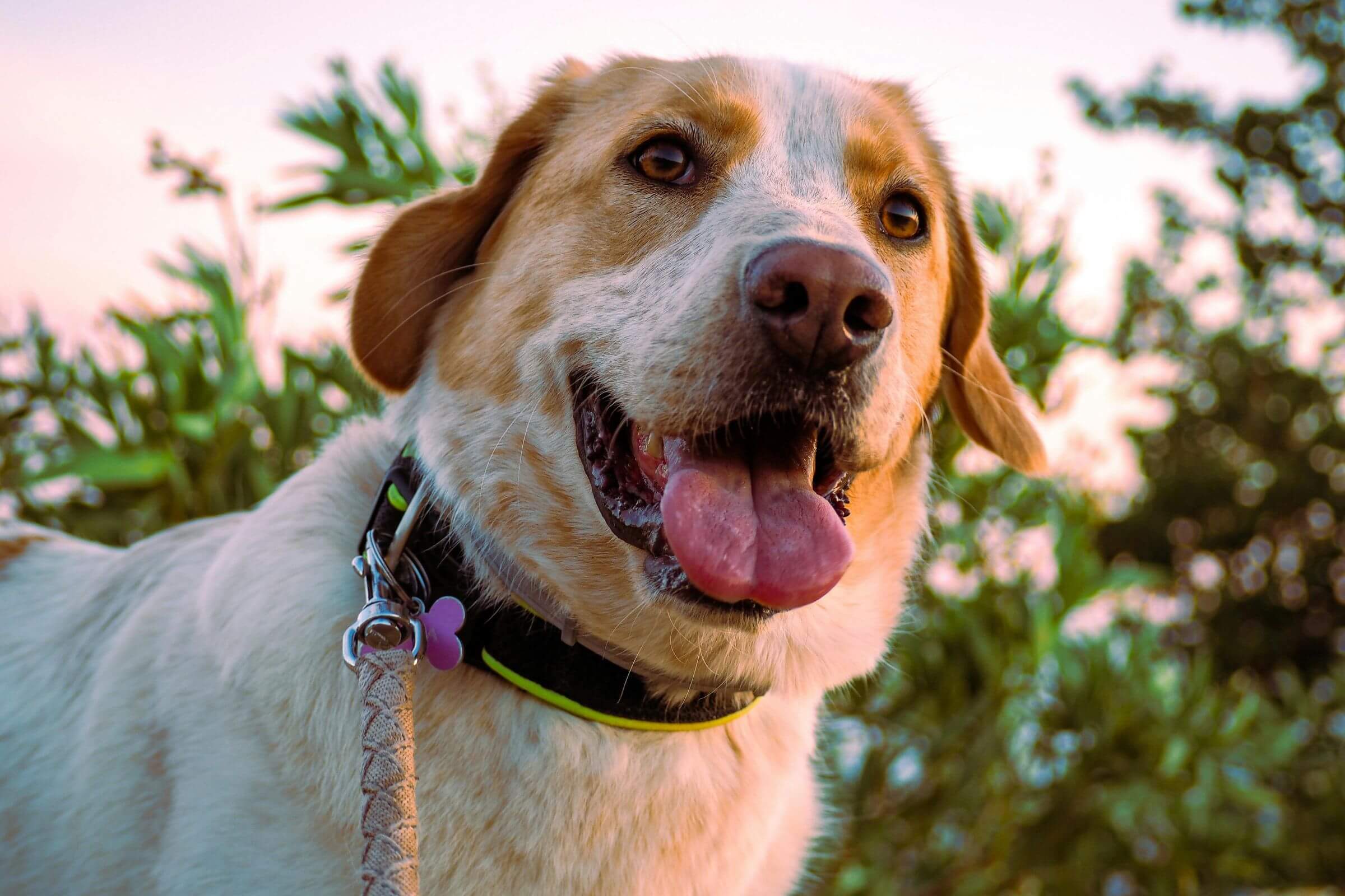 Coleira apertada demais: complicações graves, clínica veterinária 24h
