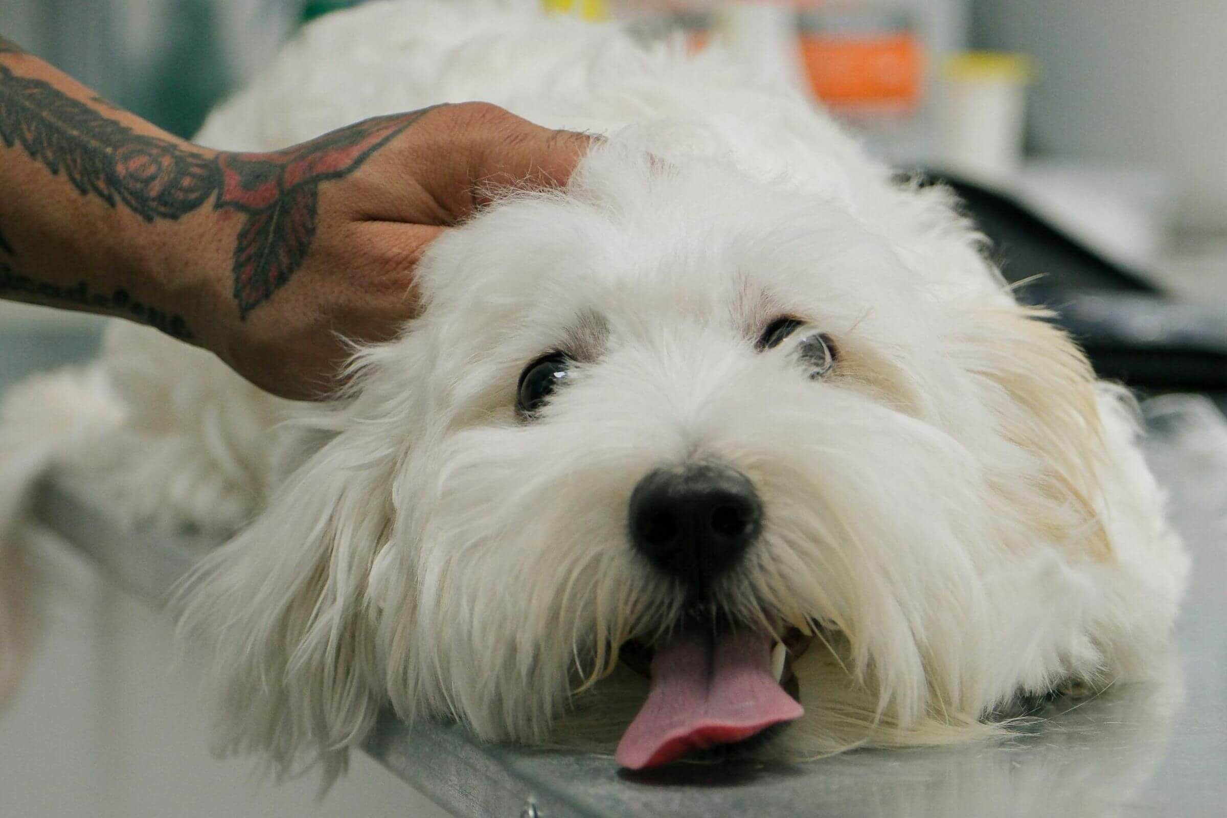 Choque anafilático: sinais que surgem em minutos, clínica veterinária 24h
