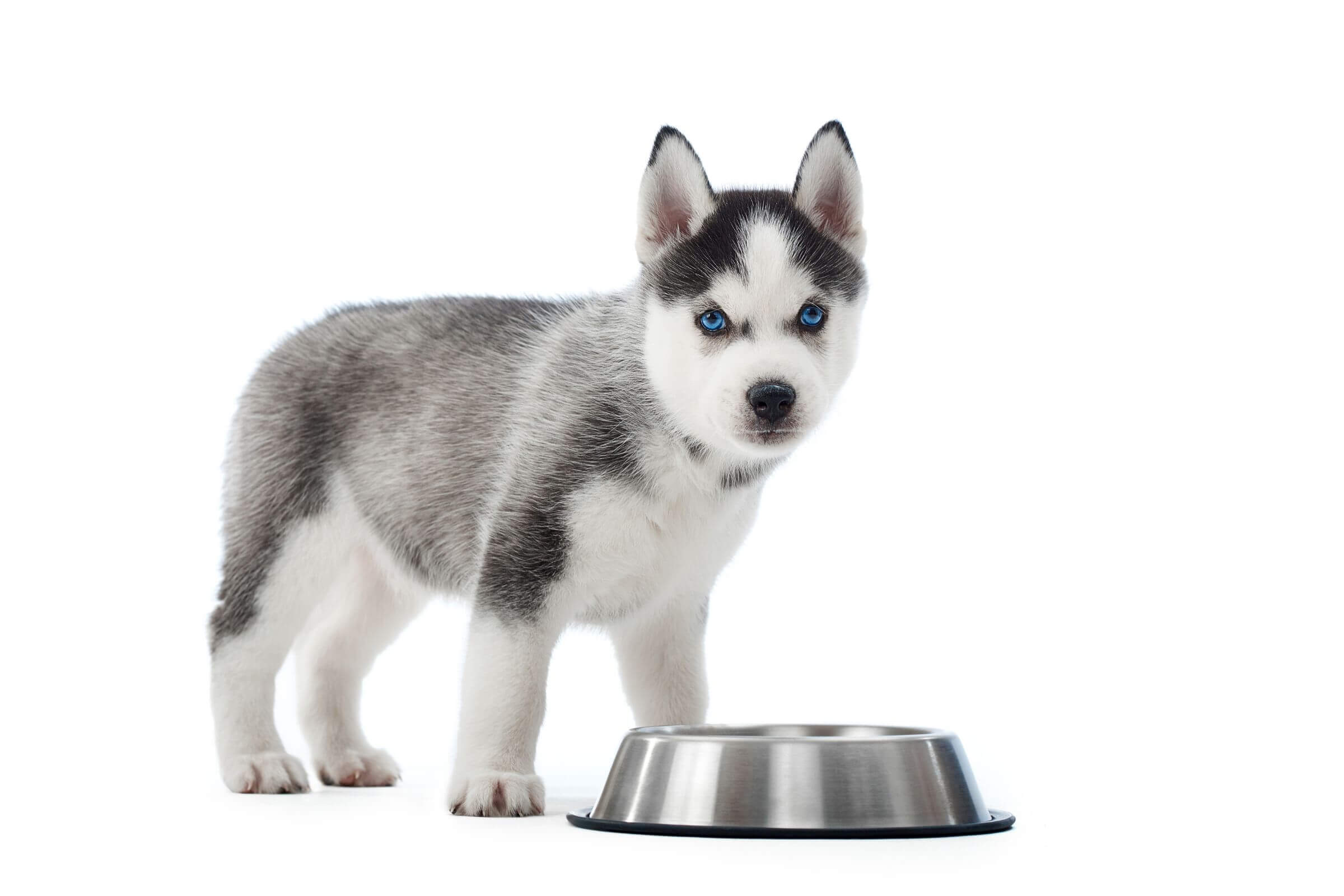 Como evitar engasgos em filhotes, clínica veterinária 24h