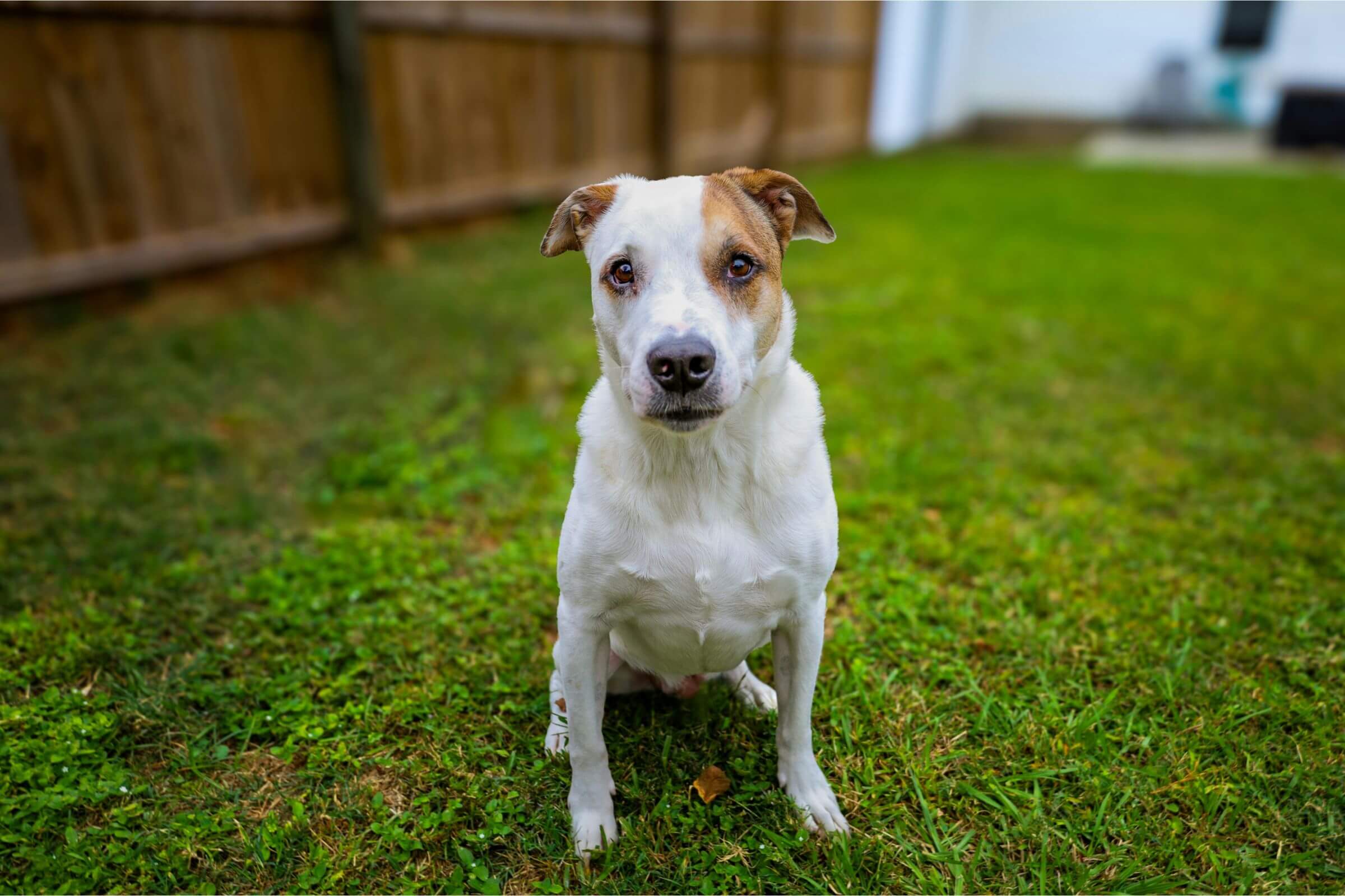Como evitar pulgas em casas com quintal, clínica veterinária 24h