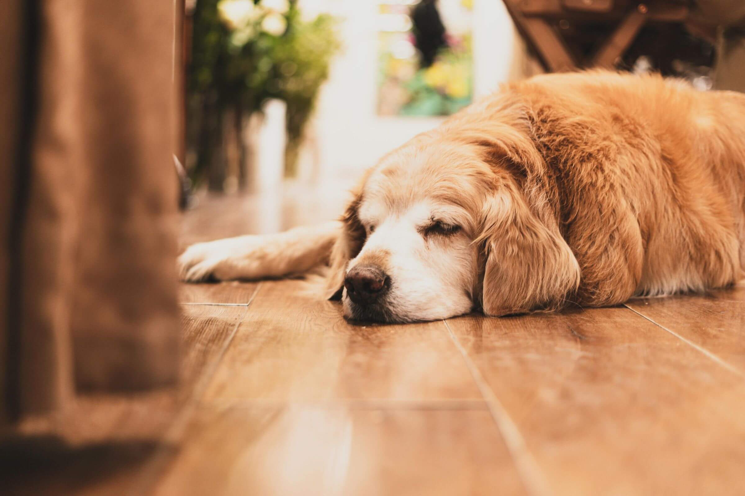 Como identificar pancreatite no pet em casa, clínica veterinária 24h