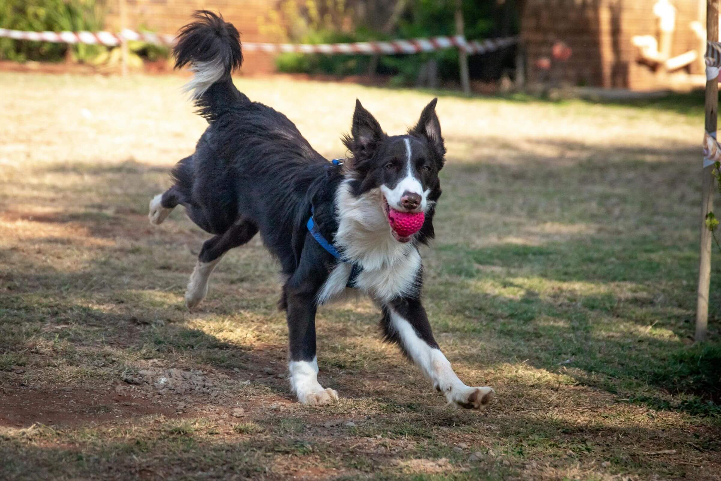 Como lidar com cães hiperativos, clínica veterinária 24h