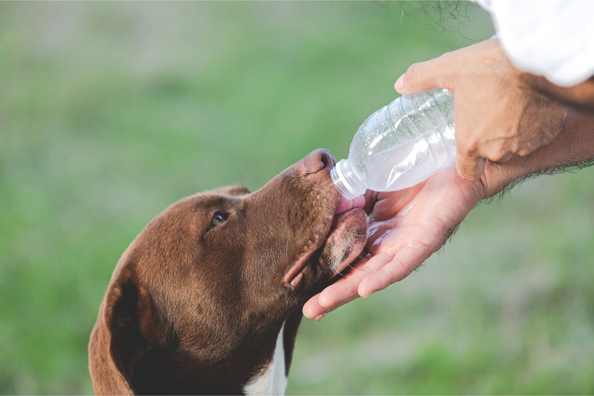 Como lidar com queimadas e ar seco na região, clínica veterinária 24h