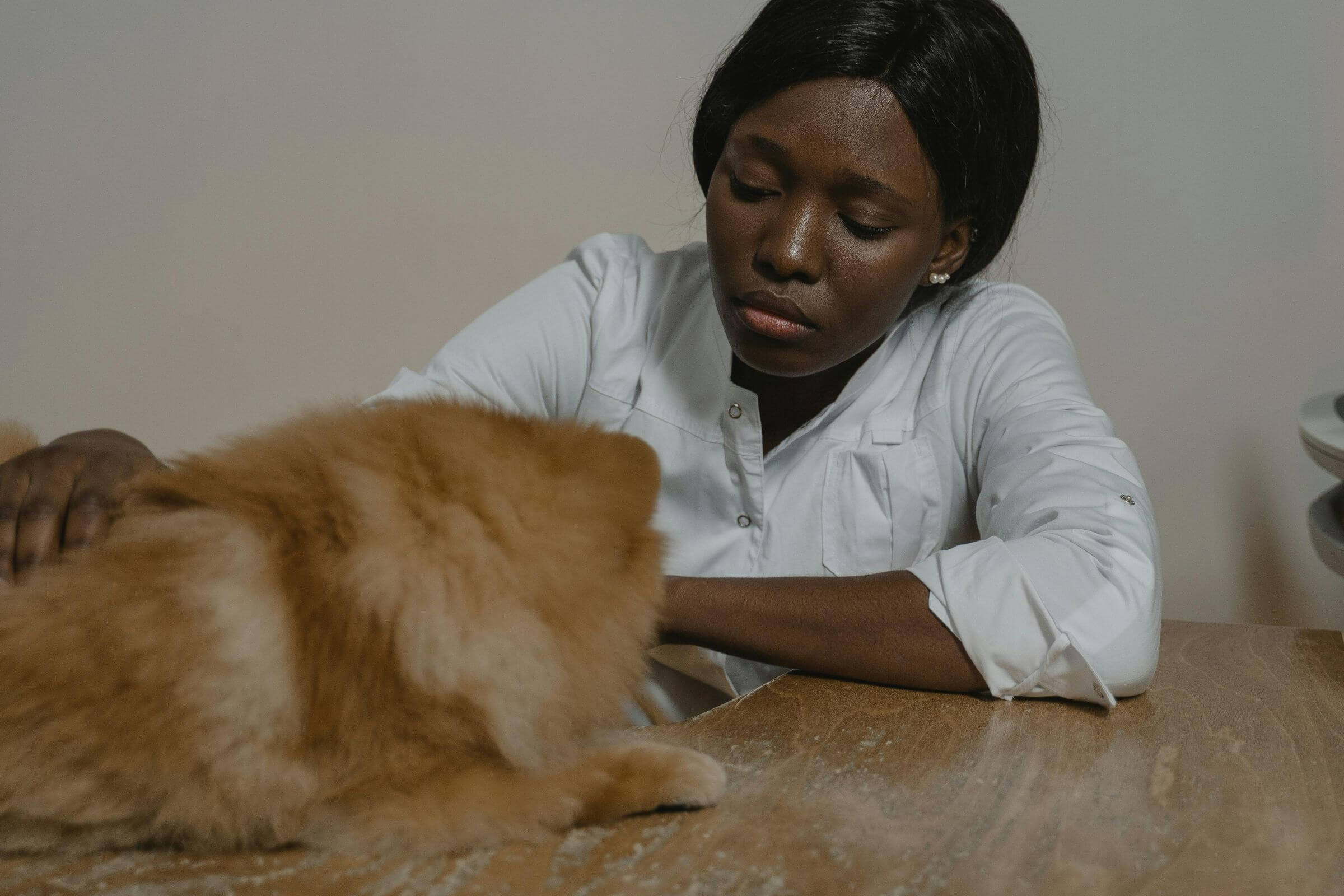 Convulsões repetidas: quando é risco neurológico grave? clínica veterinária 24h