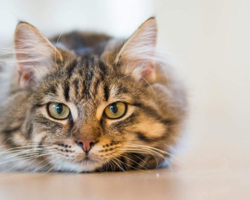 Gato com FIV e FELV: cuidados e expectativa de vida, clínica veterinária 24h
