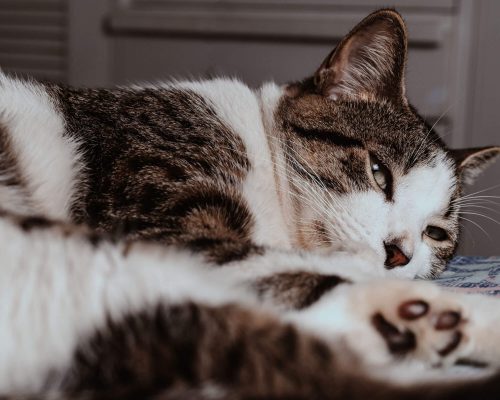 fiv em gatos: Entenda tudo sobre, clínica veterinária 24h