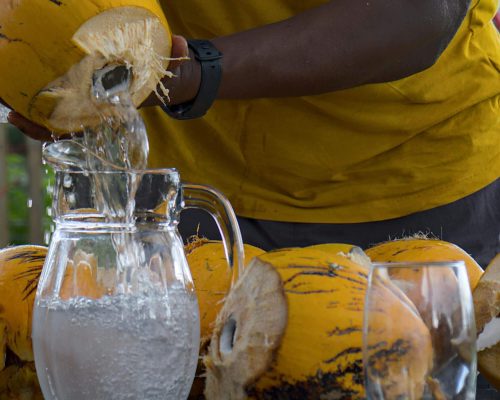 Pode dar água de coco para pets com problema renal? clínica veterinária 24h