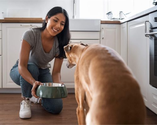 Alimentação pós-cirúrgica: o que é indicado? clínica veterinária 24h