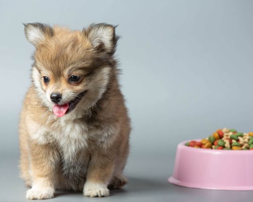 Quantas vezes por dia devo alimentar um filhote? clínica veterinária 24h