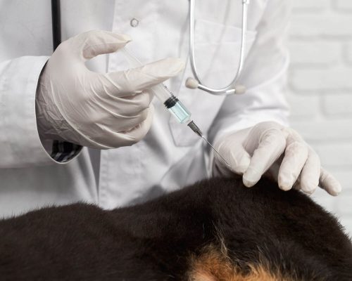 Vacina antirrábica: quando aplicar? clínica veterinária 24h