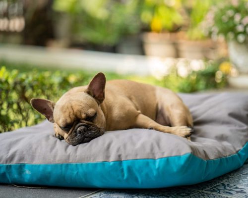 Posso deixar meu pet dormir na área externa? clínica veterinária 24h
