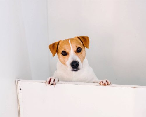 Meu cachorro arranha a porta quando saio: é ansiedade? clínica veterinária 24h