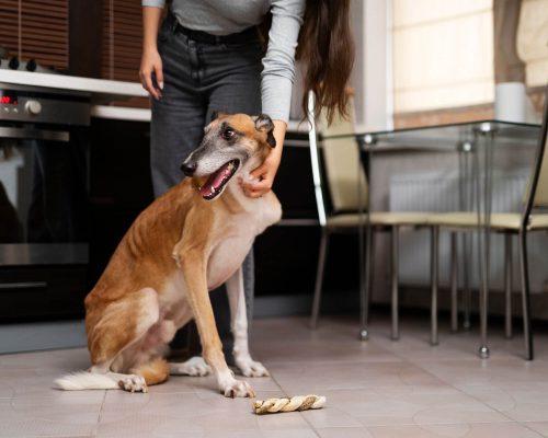 Por que meu cachorro está arrastando o bumbum no chão? clínica veterinária 24h