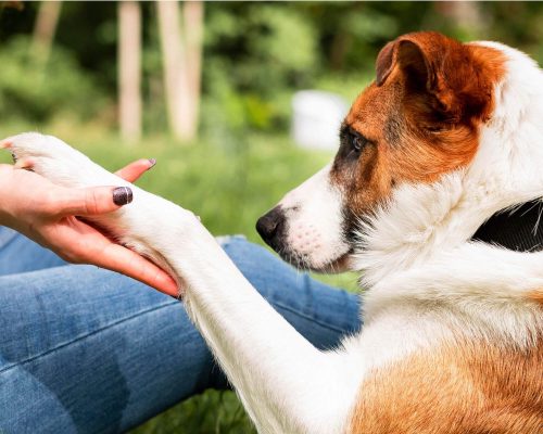 Meu cachorro está com uma pata mais fina: perda de massa? clínica veterinária 24h