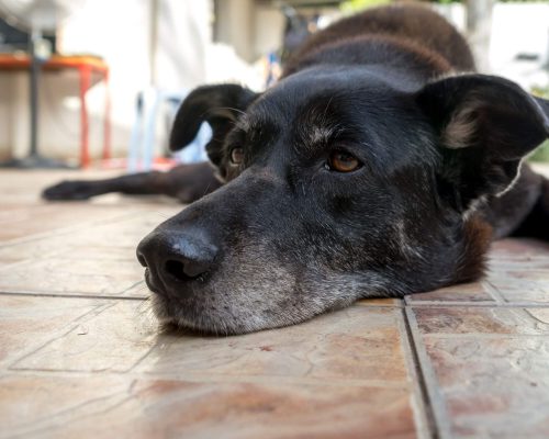 Sinais de AVC em cães e gatos: como identificar? clínica veterinária 24h
