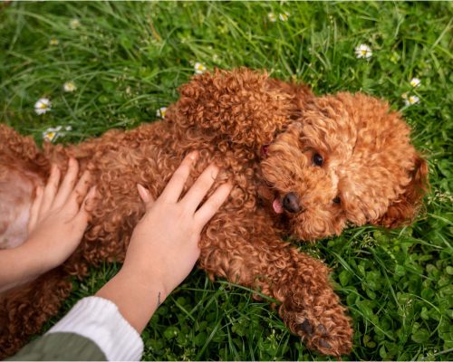 Meu cachorro está com barriga dura: o que pode ser? clínica veterinária 24h