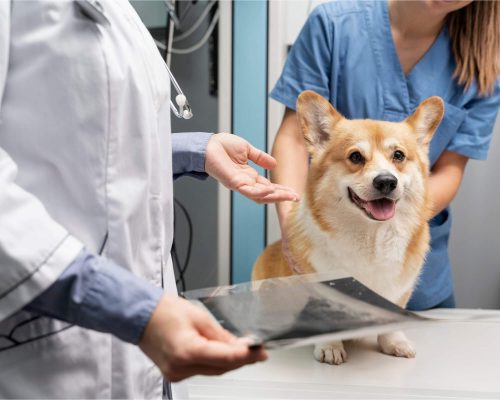 Pet com bico de papagaio: o que é isso? clínica veterinária 24h