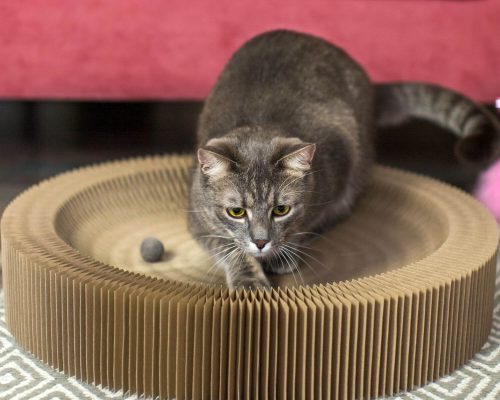 Por que meu gato vomita bolas de pelo com frequência? clínica veterinária 24h