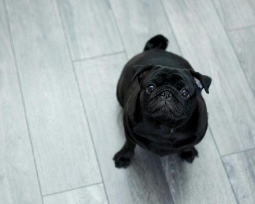 Animais braquicefálicos têm mais risco cardíaco? clínica veterinária 24h