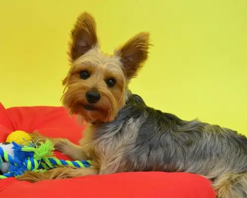 Como escolher brinquedos seguros para filhotes? clínica veterinária 24h